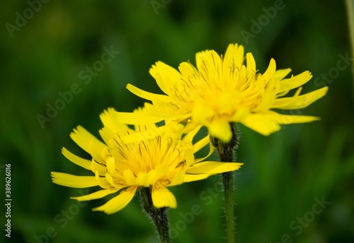 Close up wild flowers, A Leontodon hispidus, is a perennial herb occurring in hay meadows, pastures and other grasslands, on roadside verges, railway banks. Italian wildlife.  Italy