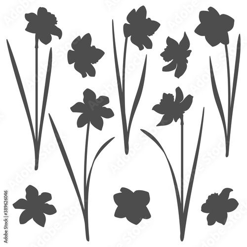 Set of black and white illustrations with a narcissus. Isolated vector objects on a white background.