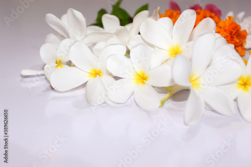 Pulmeria alba is a species of genus Pulmeria  white flower spring background  