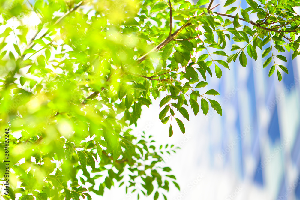 Fototapeta premium 若葉とビルディング