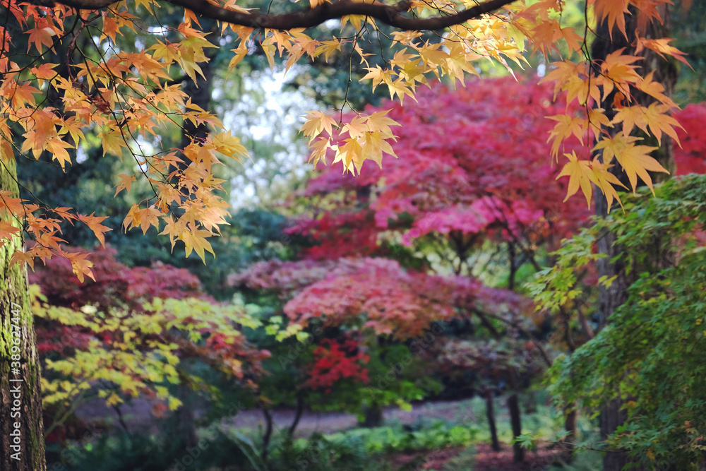 Gold, Red and pink colours of the Japanese maple during the autumn.