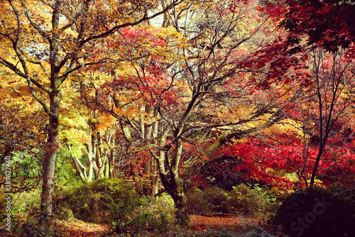 Gold, Red and pink colours of the Japanese maple during the autumn.