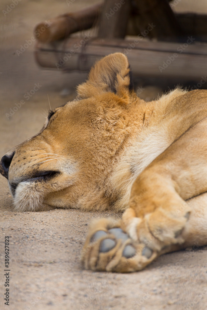 Naklejka premium 昼寝中のライオンの牝
