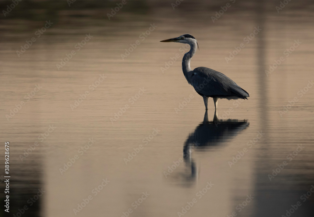 Grey Heron and reflection on water at Tubli bay, Bahrain Grey Heron and reflection on water at Tubli bay, Bahrain