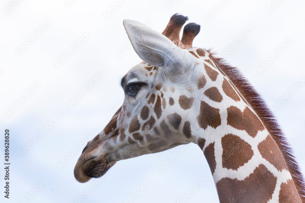 Naklejka premium キリンの顔