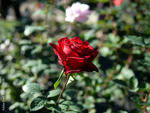 秋の旧古河庭園で咲く赤いバラの花　熱情 photo