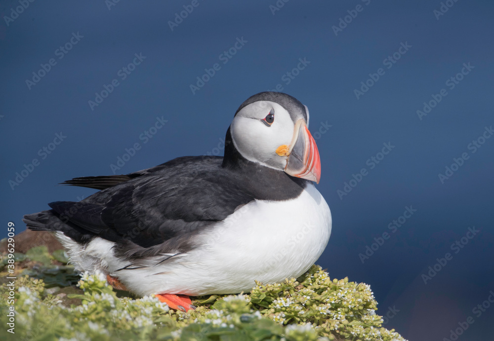 Atlantic Puffin at Grimsey Island Iceland Atlantic Puffin at Grimsey Island Iceland