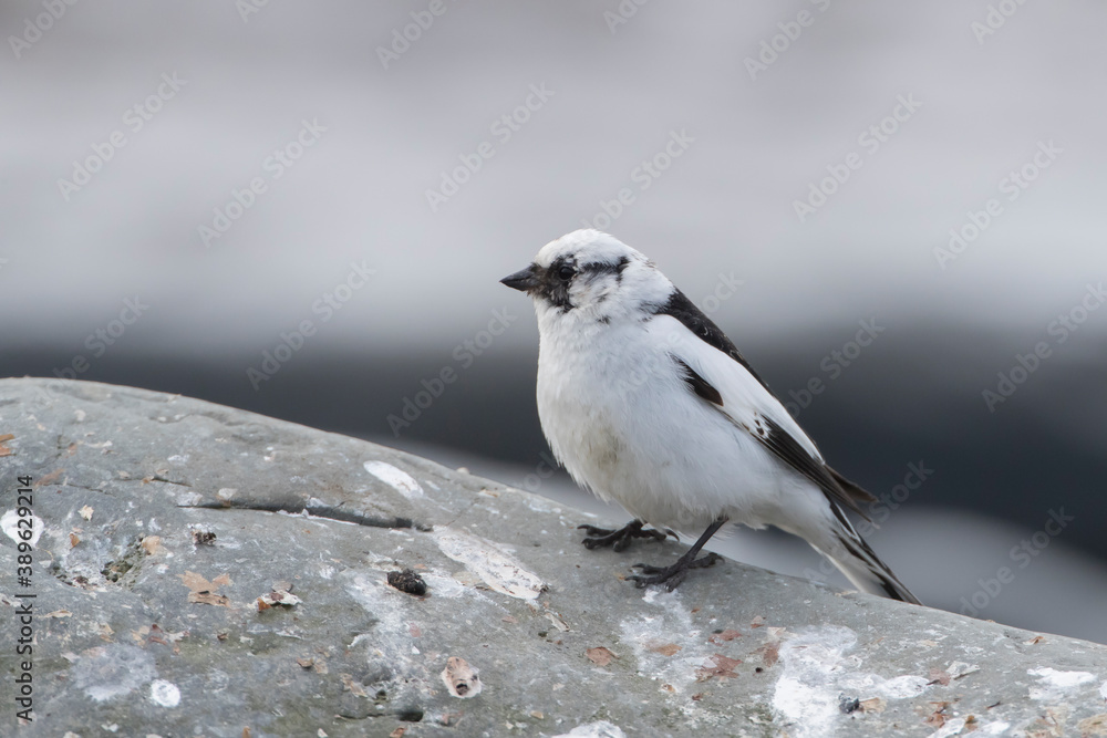Adult Male Snow Bunting in Iceland Adult Male Snow Bunting in Iceland