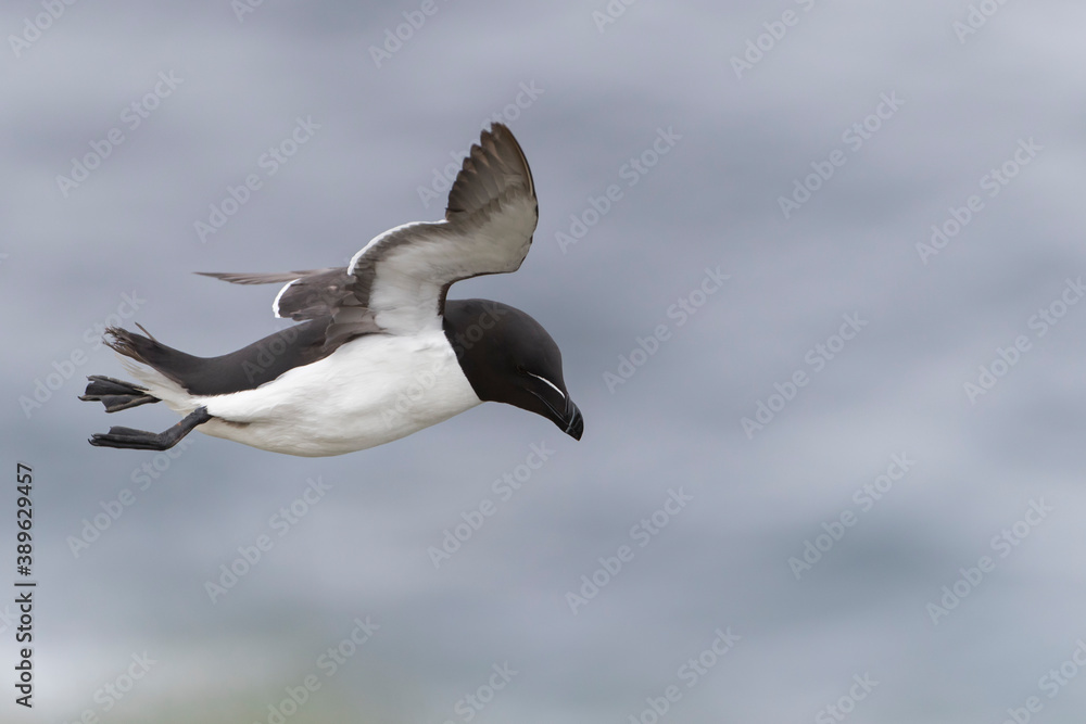 Fototapeta premium Razorbill gliding in high winds in Iceland