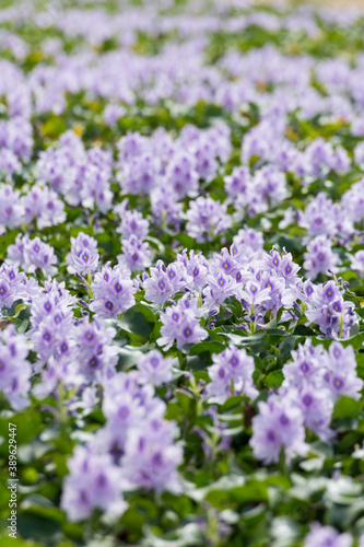 ホテイアオイの花 © Paylessimages