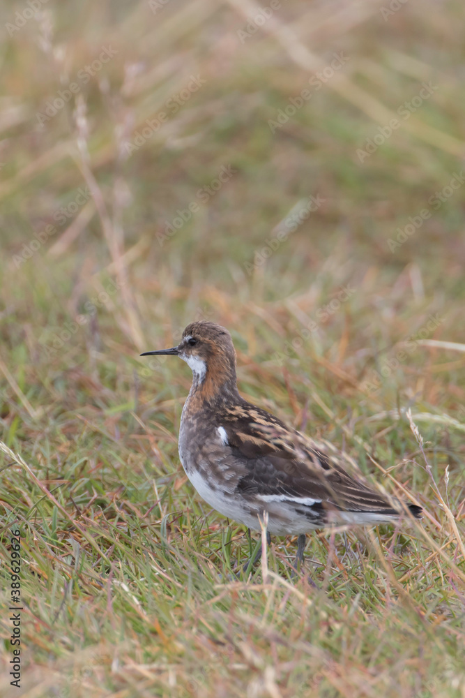 Red necked Phalarope in Iceland Red necked Phalarope in Iceland