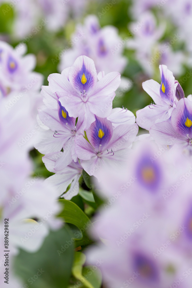 Obraz premium ホテイアオイの花