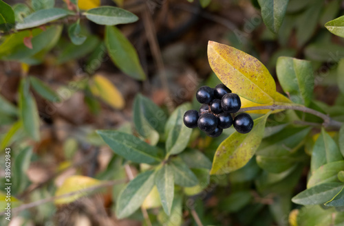 Black ripe wild berries on a Bush with yellow  green and brown autumn leaves with green in autumn