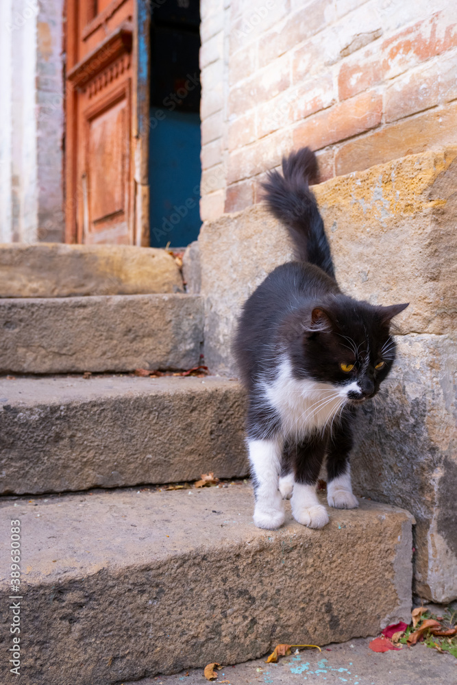 Fluffy black and white cat with yellow eyes on the old steps leading to the vintage door to the house