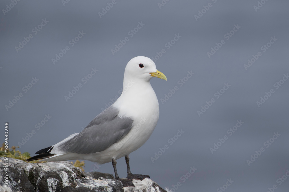 Black-legged Kittywake on Grimsey Island Black-legged Kittywake on Grimsey Island