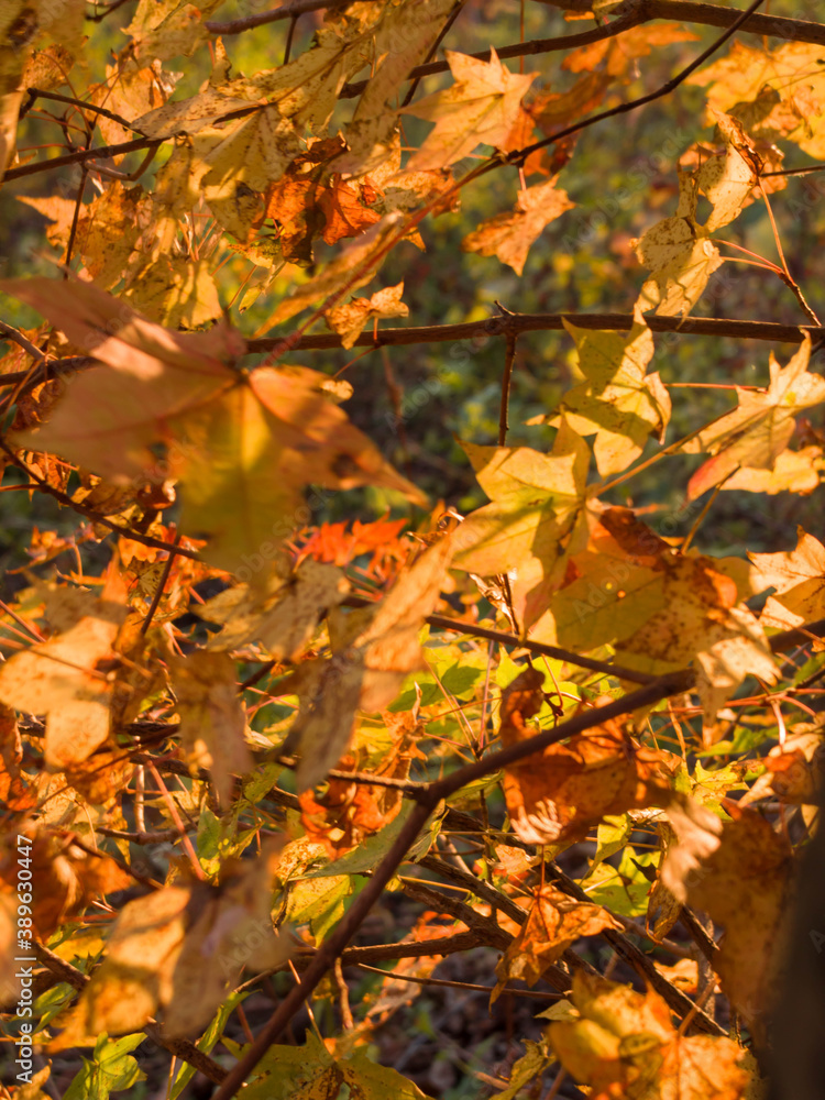 Red and orange maple leaves in autumn forest. Red and orange maple leaves in autumn forest.
