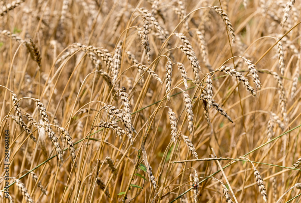 Fototapeta premium Wheat ready to harvest