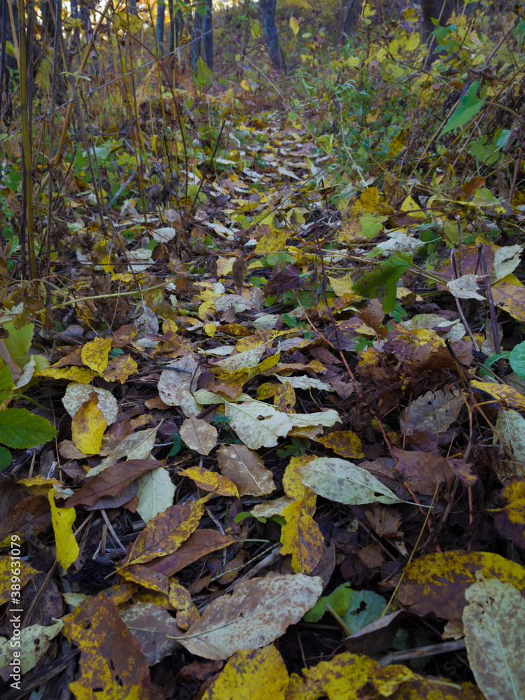 Fallen leaves on the forest footstep path. Autumn season. Fallen leaves on the forest footstep path. Autumn season.
