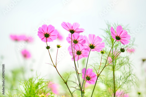 コスモスの花 © Paylessimages