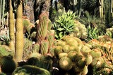 Rockery with different types of cactus