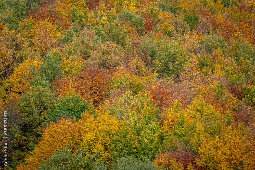 Aerial view of beautiful orange and red autumn forest Aerial view of beautiful orange and red autumn forest