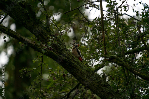 Spotted woodpecker on a tree branch