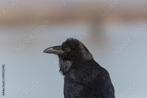 Close up of American raven