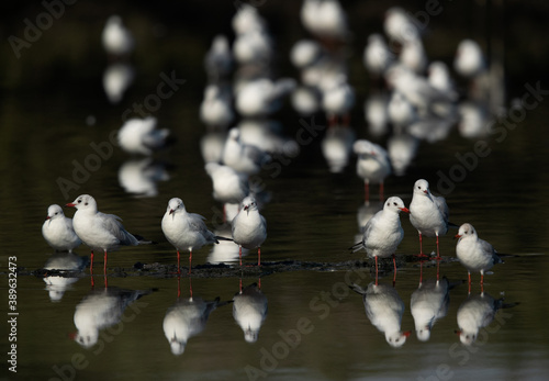 Black-headed gulls at Tubli bay, Bahrain © Dr Ajay Kumar Singh