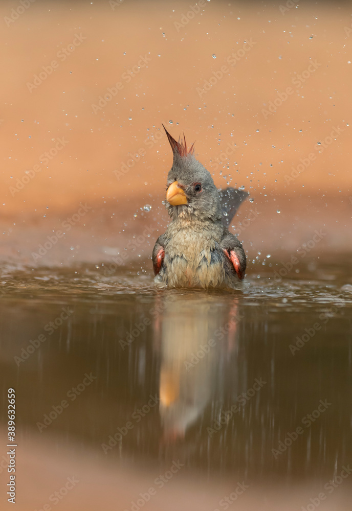 Adult female Pyrrhuloxia in Southern Texas