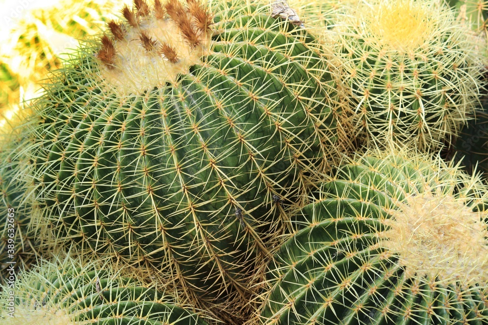 Echinocactus Grusonii in the garden