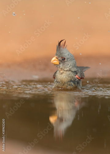 Adult female Pyrrhuloxia in Southern Texas © Dennis Donohue