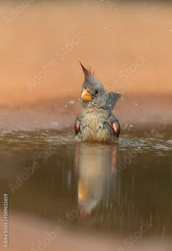 Adult female Pyrrhuloxia in Southern Texas © Dennis Donohue