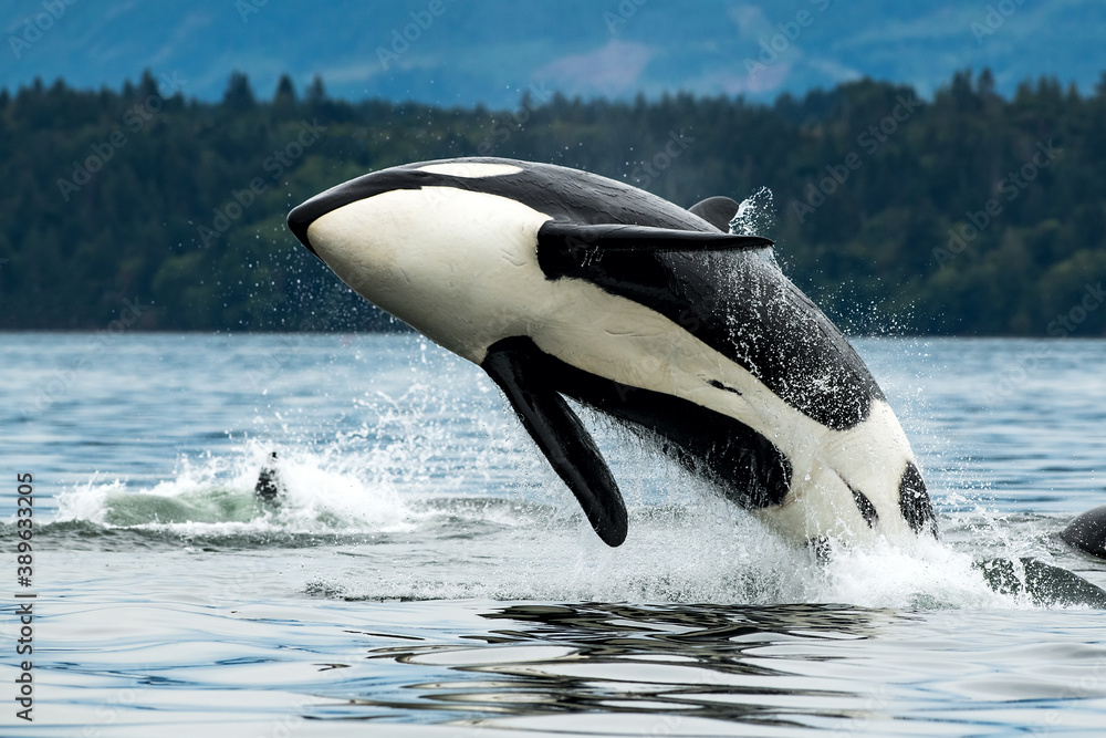 Naklejka premium Bigg's orca whale jumping out of the sea in Vancouver Island, Canada