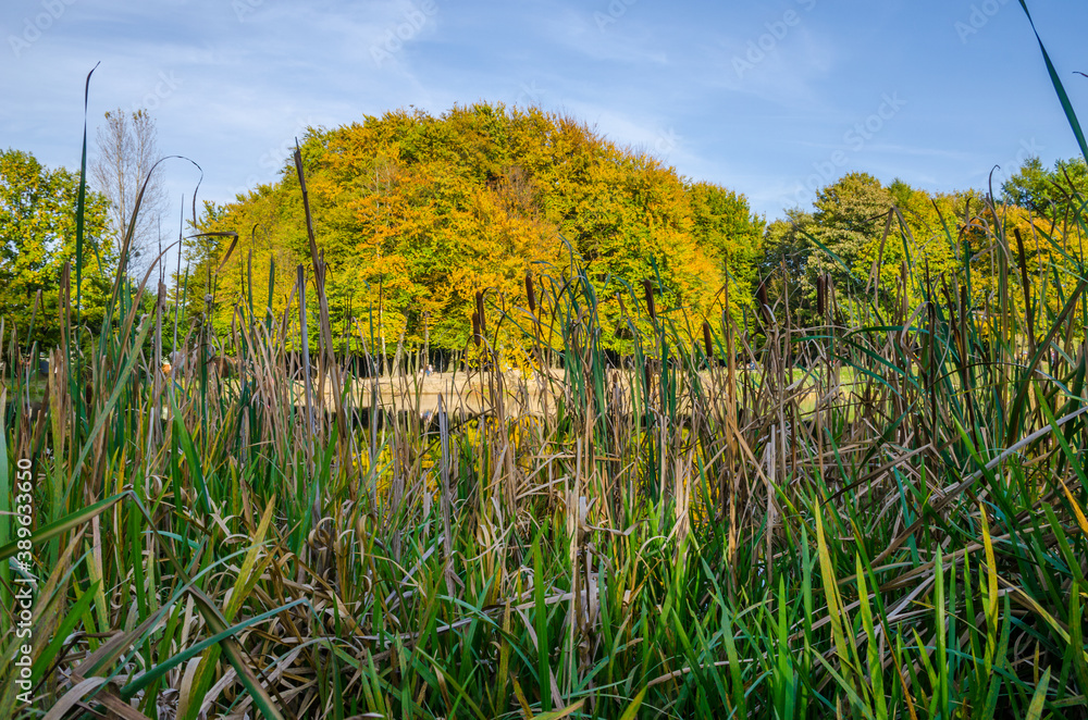 Obraz premium Landscape with autumn park in the sunny day. Yellow and green trees are displayed with reflection on the lake.