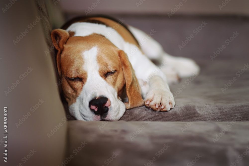 Close-up view of beagle dog sweet sleeping indoor on the sofa