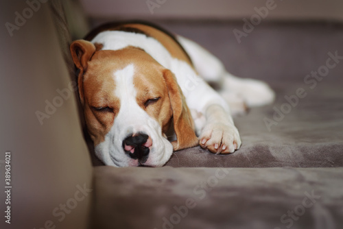 Close-up view of beagle dog sweet sleeping indoor on the sofa