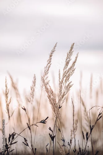 Naklejka Sunset in the field. Close view of grass stems against dusty sky. Calm and natural background