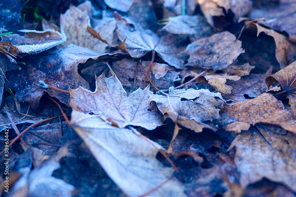 Fototapeta premium Beautiful background with frozen leaves