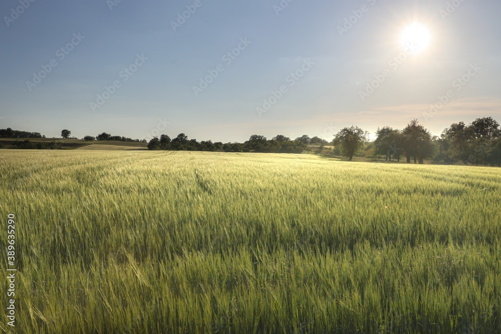 sunset over the field