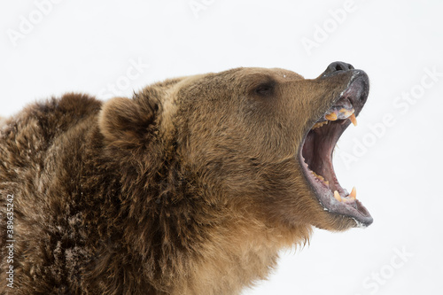 Grizzly Bear Close-up