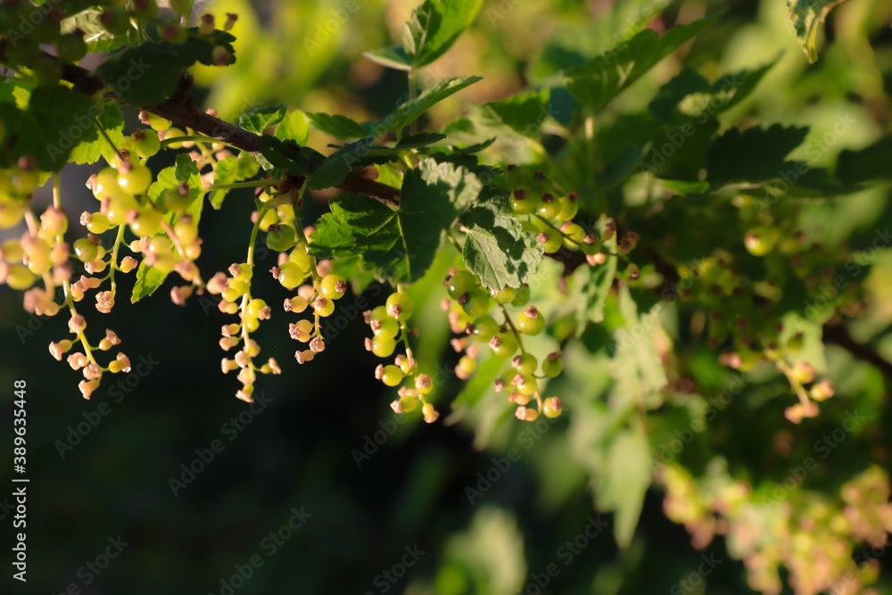 Young green currants bush Young green currants bush