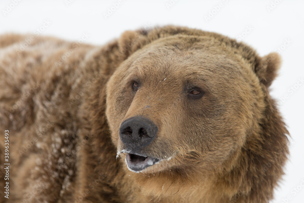 Fototapeta premium Grizzly Bear Close-up