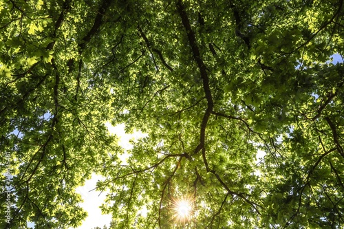 sun rays through trees © Garuda