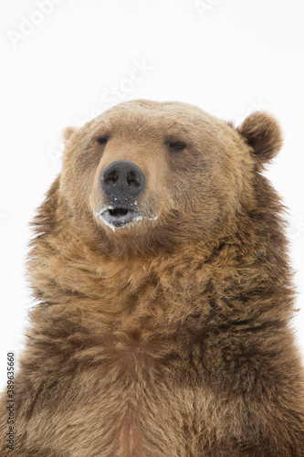 Grizzly Bear closeup
