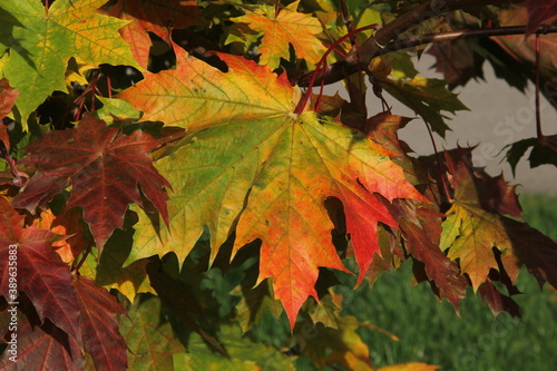 Close up of colourful maple leaf in the background of multicoloured leaves in autumn in Kaunas, Lithuania