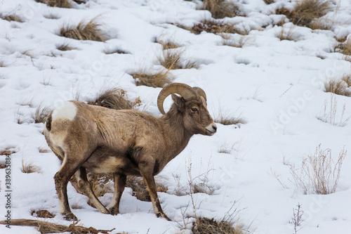 Wintering Bighorn Sheep in Lamar Valley of Yellowstone National park