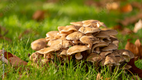  Nice gathering of oyster mushrooms, beige mushrooms, in the lush grass, among the autumn leaves