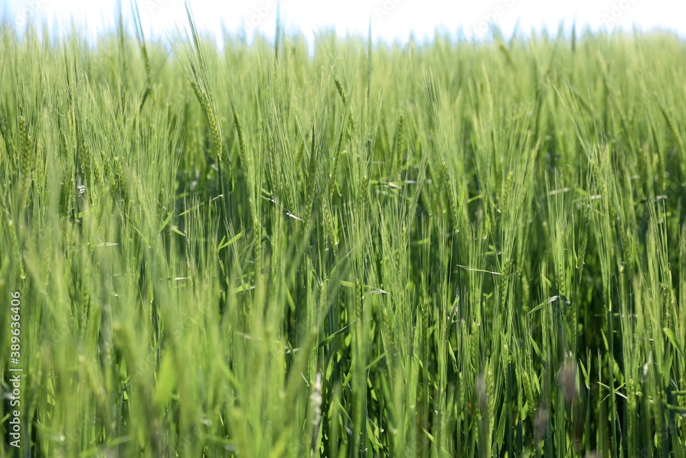 green wheat field green wheat field