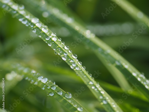 Dew drops on grass stalks. Morning dew. Raindrops on the grass.