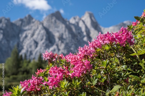 Alpenrosenblüte im Karwendel